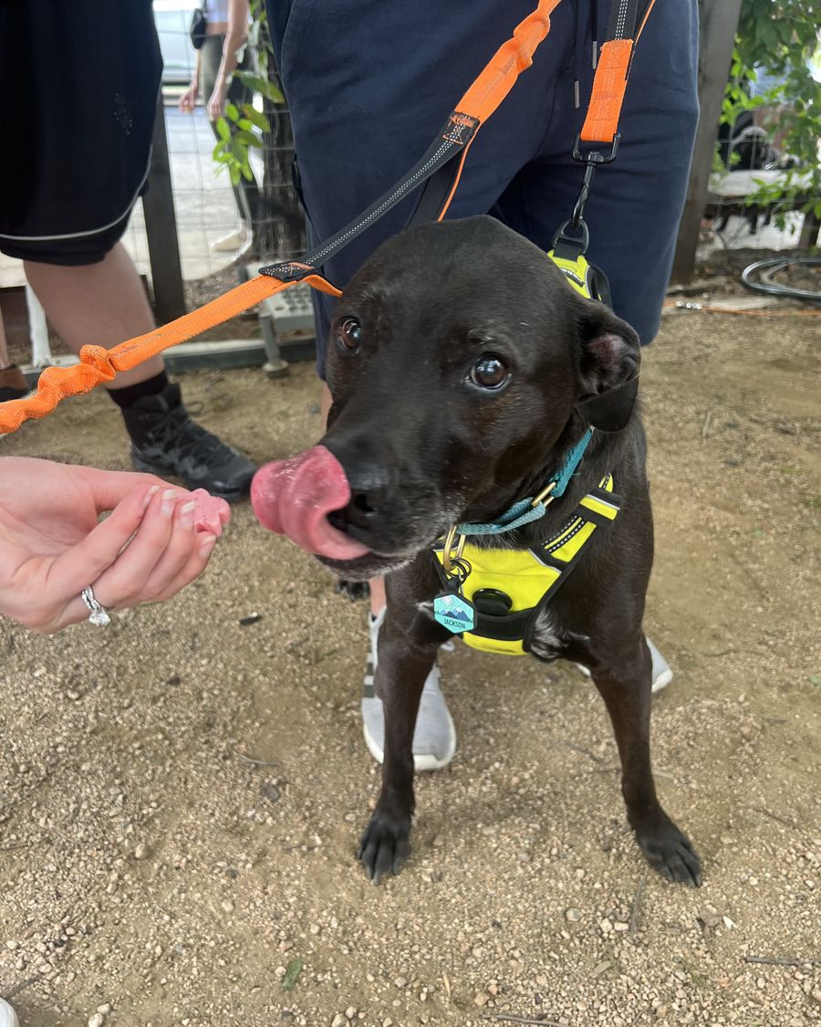 A happy pup enjoying a Coco's Chill Pop at the market