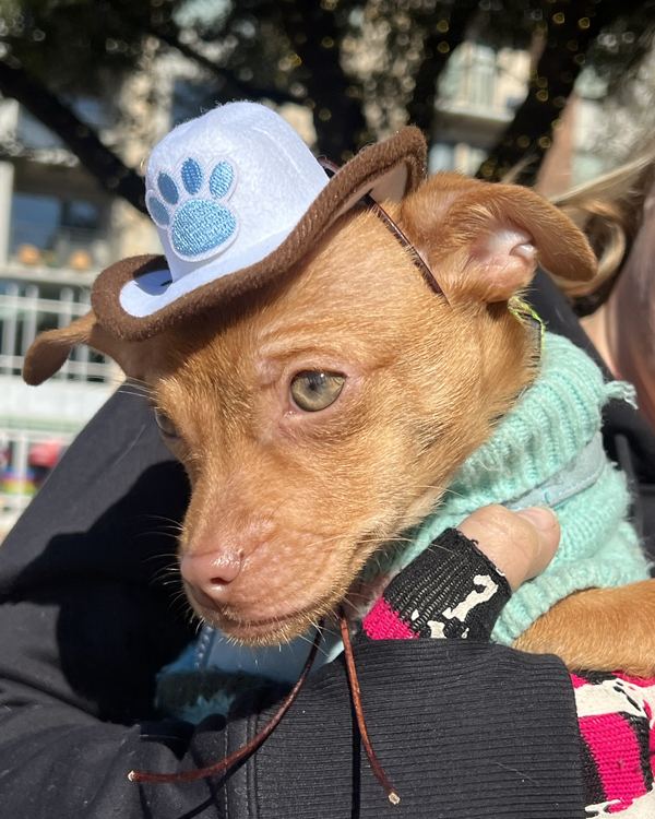 Pup in a blue paw print cowboy hat