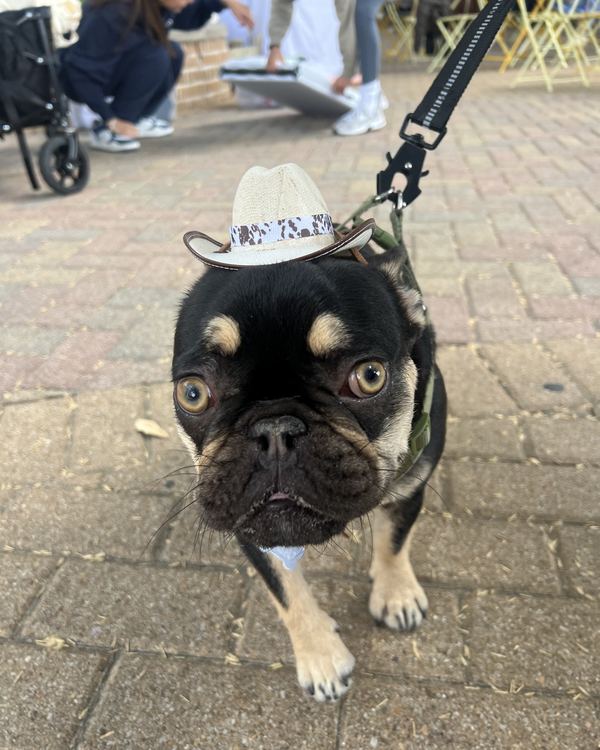 Frenchie in a cow print cowboy hat